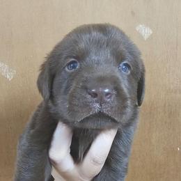 5th Available - Chocolate male Labrador Retriever puppy in Eugene, Oregon from Humphrey Retrievers