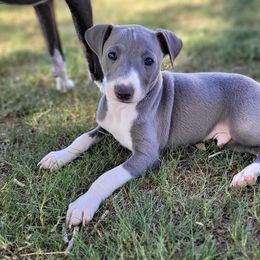 Boy 1 - Blue male Italian Greyhound puppy in Phoenix, Arizona from Micci Italian Greyhounds