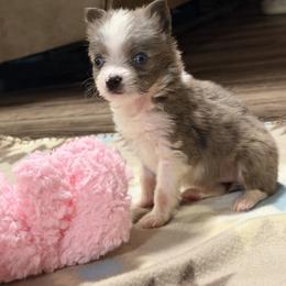 Baby - Blue merle female Toy Australian Shepherd puppy in Ba, Oklahoma from Too Many Kisses Toy Aussie Kennel