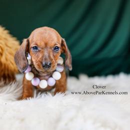 Clover-Smooth - Red female Dachshund puppy in Auxvasse, Missouri from Above Par Kennels