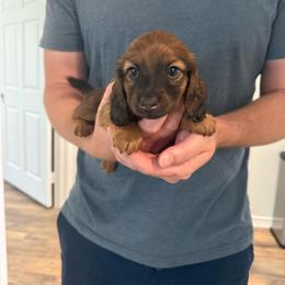 Roses - Red female Dachshund puppy in Celina, Texas from Oak Bridge Farm