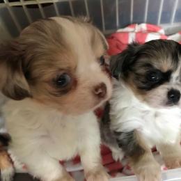 Chihuahua Puppies from Chilove Chihuahuas