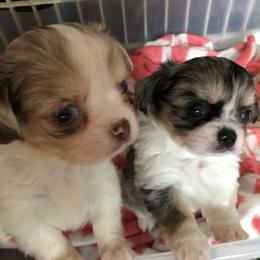 Chihuahua Puppies from Chilove Chihuahuas