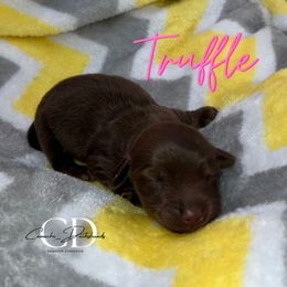 Truffle - AKC - Cream female Dachshund puppy in Huntington, Texas from Camacho_Dachshunds
