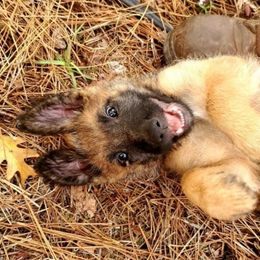 Belgian Laekenois Puppies from Cal Curly Coats Belgian Laekenois