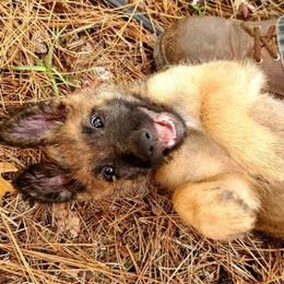 Belgian Laekenois Puppies from Cal Curly Coats Belgian Laekenois