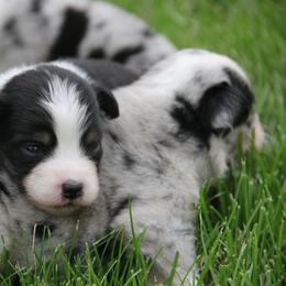 Alison - Black tri female Miniature American Shepherd puppy in Tiskilwa, Illinois from First Harmony Farms