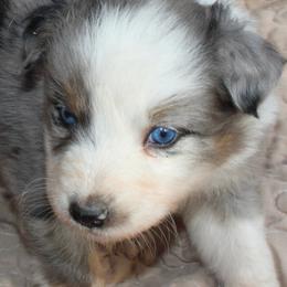 Zapps - Blue merle male Australian Shepherd puppy in Laurel, Mississippi from Reeves Australian Shepherds
