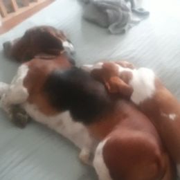 Basset Hounds from Foley Family Basset