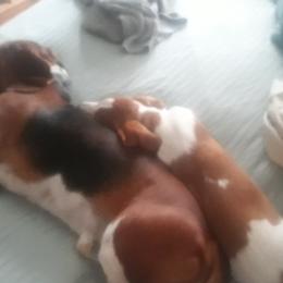 Basset Hounds from Foley Family Basset