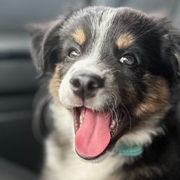 Kylo - Australian Shepherd puppy from KMooreAussies