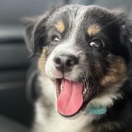Kylo - Australian Shepherd puppy from KMooreAussies