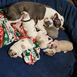Boston Terrier puppies from Cristi's Port Bostons