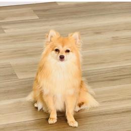 Stella - Orange female Pomeranian puppy in Phoenix, Arizona from Luxpomz
