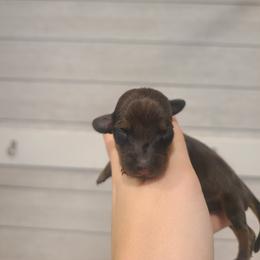 Junior Mint - Red male Dachshund puppy in Okeechobee, Florida from Far Far Away Dachshunds