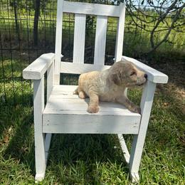 Aspen - Parti male Goldendoodle puppy in Milan, Georgia from Cherokee Rose kennels