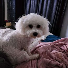 Harper - Bichon Frise