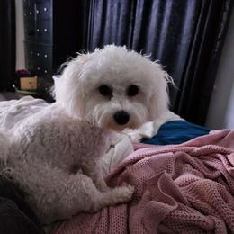 Harper - Bichon Frise