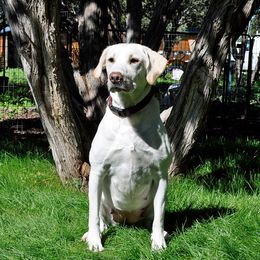 Sophie - Labrador Retriever