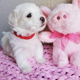 Maltese and Poodle Puppies from Poodle Perfection