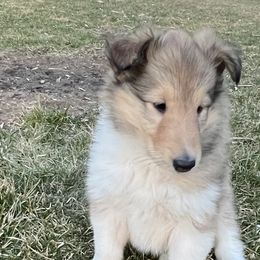 Nezi - Sable Collie puppy in Bad Axe, Michigan from Collie Campo