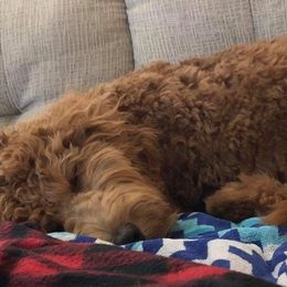 Goldendoodle All Grown Up from Lavender Field Doodles