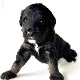 Anchor - Phantom male Bernedoodle puppy in Pulaski, Tennessee from Doodle My Heart