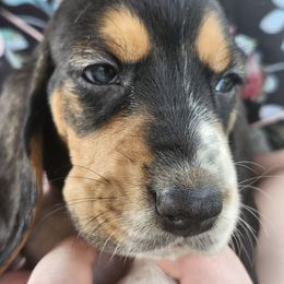 Pink - Black brown and white female Basset Hound puppy in Ontario Heights, Oregon from Thunder Ridge Bassets