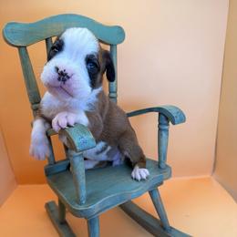 Zuma - Fawn female Boxer puppy in Abilene, Texas from L&L Euro Boxers and Small Town Shih Tzus