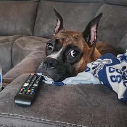 Baby - Brindle female Boxer puppy in Toledo, Ohio from Julie Wilmore Olympic Boxers