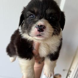 Thumper- Full Fluff - Black and tan male Pembroke Welsh Corgi puppy in Aberdeen, Washington from Coastal country Farms