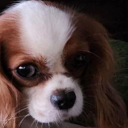 Cavalier King Charles Spaniels from Annette Kakazu