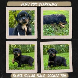 Kovu Vom Starkhaus - Black and mahogany male Rottweiler puppy in Pomfret Center, Connecticut from Starkhaus Rottweilers & Frenchies