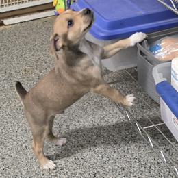 Topper - Red white and sable male Rat Terrier puppy in Divide, Colorado from Outlaw Farm and Kennel