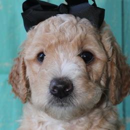 Labradoodles from Island View Poodles & Doodles