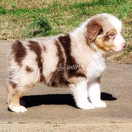Australian Shepherd, Miniature American Shepherd, and Miniature Australian Shepherd Puppies from Copper Sky Aussies & Mini American Shepherds