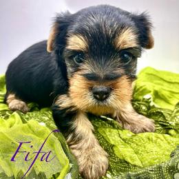 Fifa - Black and tan female Yorkshire Terrier puppy in Rio, Illinois from Sunny Sky Yorkies