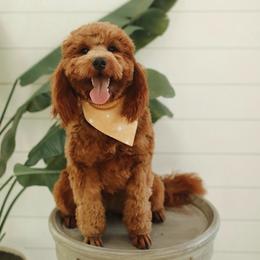 Spring - Goldendoodle