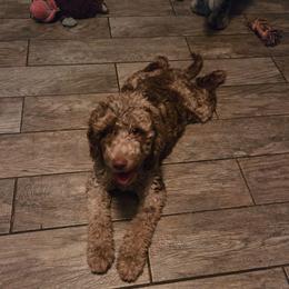 Izabella - Chocolate merle female Bernedoodle puppy in Ocala, Florida from Jaydas pawsome paws