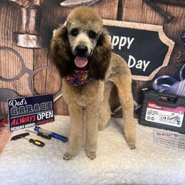 Poodle All Grown Up from Arkansas River Poodles