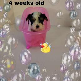Lacey's black boy - Parti male Yorkshire Terrier puppy in Inverness, Florida from Luvayorkie&more