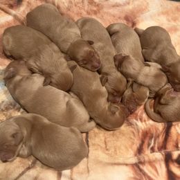 Girl 3 - female Golden Retriever puppy in Albemarle, North Carolina from Companion Goldens of the Carolinas