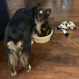 Toy Australian Shepherd Puppies from Desert Fox Aussies