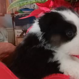 Bindi - Australian Shepherd puppy in Chino Valley, Arizona from Sundance Australian Shepherds