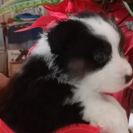 Bindi - Australian Shepherd puppy in Chino Valley, Arizona from Sundance Australian Shepherds