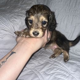 Dachshund Puppies from KCM Doxies