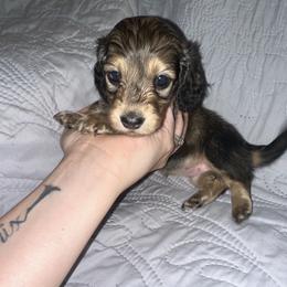 Dachshund Puppies from KCM Doxies