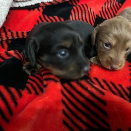 Girl 3 - Black female Dachshund puppy in Garfiled, Arkansas from Iron Bear Livestock & Dachshunds
