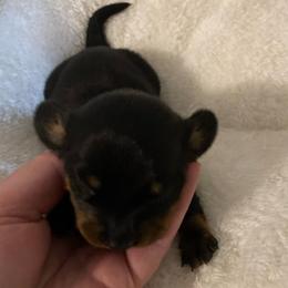 Bailey - Black and tan female Dachshund puppy in Nashville, Georgia from Riverside Dachshund