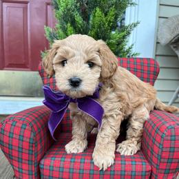 Luna purple - Apricot female Schnoodle puppy in Fredericksburg, Virginia from Growing Puppies
